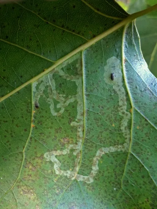 Aulagromyza populi - photo 4