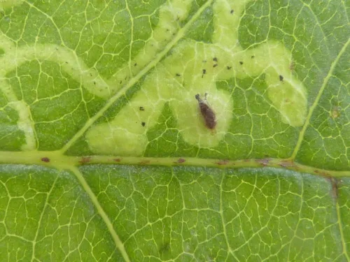 Aulagromyza populi - photo 5