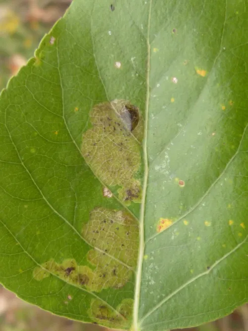 Aulagromyza populicola