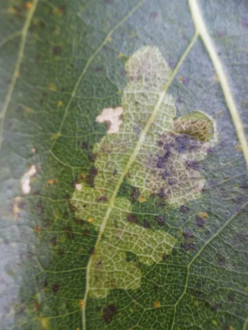 Aulagromyza populicola - photo 2