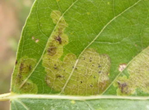 Aulagromyza populicola - photo 3