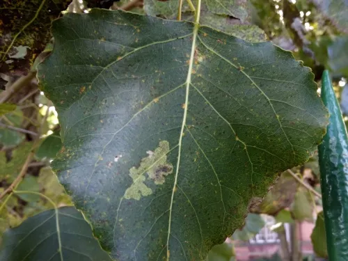 Aulagromyza populicola - photo 4