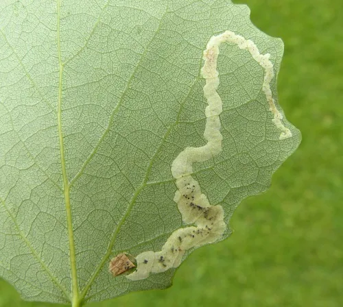 Aulagromyza tremulae