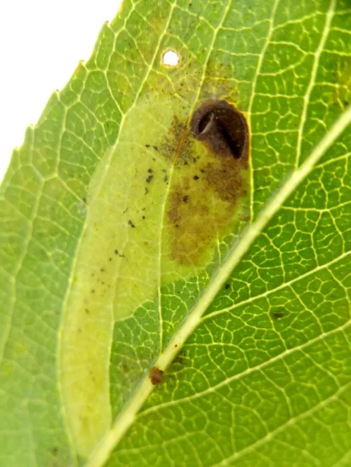 Aulagromyza tridentata