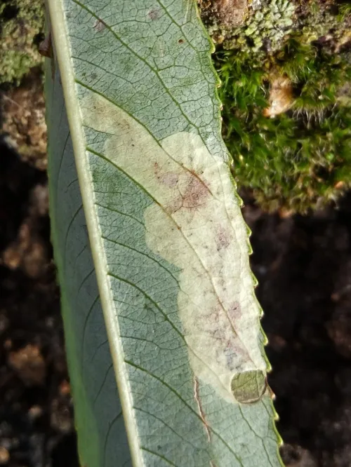 Aulagromyza tridentata - photo 2