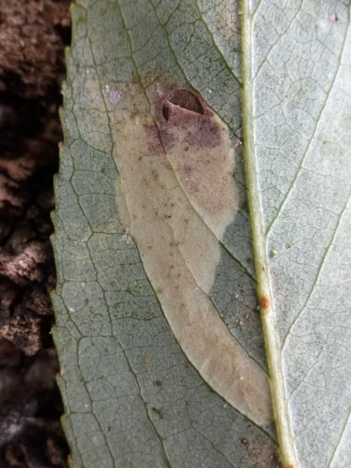 Aulagromyza tridentata - photo 3