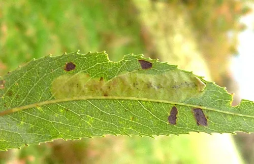 Aulagromyza tridentata - photo 5