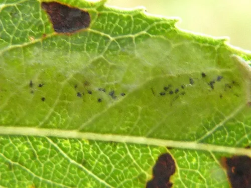 Aulagromyza tridentata - photo 6