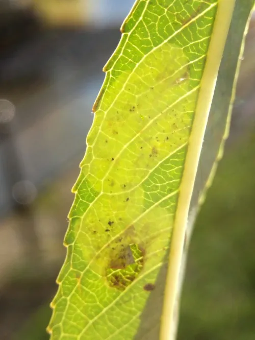 Aulagromyza tridentata - photo 8