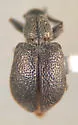 Auletobius ater