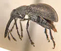 Auletobius ater - photo 2
