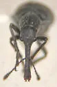 Auletobius ater - photo 3