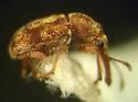Auletobius cassandrae