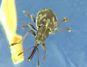 Auletobius cassandrae - photo 2