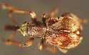 Auletobius cassandrae - photo 4
