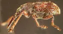 Auletobius cassandrae - photo 5