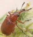 Auletobius nasalis