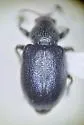 Auletobius sanguisorbae
