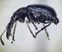 Auletobius sanguisorbae - photo 2