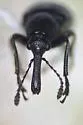 Auletobius sanguisorbae - photo 3