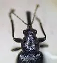 Auletobius sanguisorbae - photo 4