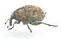 Auleutes asper - Auleutes asper