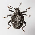 Auleutes subfasciatus