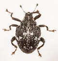 Auleutes subfasciatus - photo 4