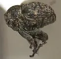 Auleutes tenuipes