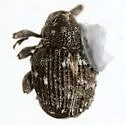 Auleutes tuberculatus