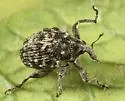 Auleutes tuberculatus - photo 2