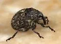 Auleutes tuberculatus - photo 3