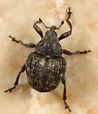 Auleutes tuberculatus - photo 4