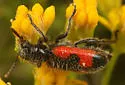 Aulicus antennatus