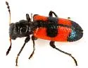 Aulicus antennatus - photo 2