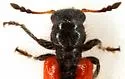 Aulicus antennatus - photo 3