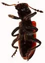 Aulicus antennatus - photo 4