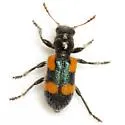 Aulicus apachei