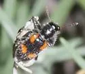 Aulicus apachei - photo 2