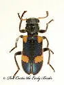 Aulicus apachei - photo 3