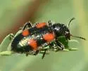 Aulicus apachei - photo 4