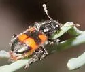Aulicus dentipes