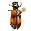 Aulicus dentipes - photo 5