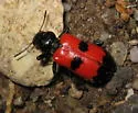 Aulicus edwardsii - Aulicus edwardsii