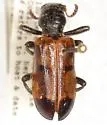 Aulicus edwardsii - photo 2