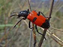 Aulicus edwardsii - photo 4