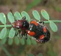 Aulicus femoralis