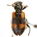 Aulicus femoralis - photo 3