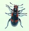 Aulicus femoralis - photo 4