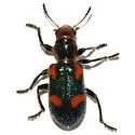 Aulicus femoralis - photo 5